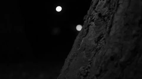 Tree in the city 库存影片 36416899