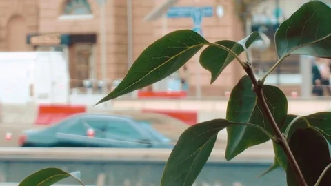 Tree in the city Video stock 78733639