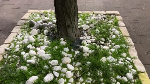 Tree in the city with its space Stock Footage 230106792