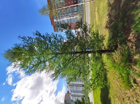 Tree in the city Foto stock