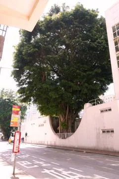A tree in the city Stock Photos