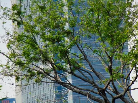 Tree in City Stock Photos