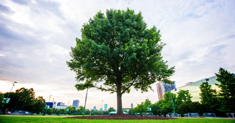 Tree in the City Timelapse Stock Footage 57752279