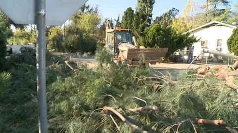 Tree Cleanup 1 Video stock 10791694