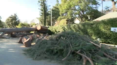 Tree Cleanup 2 Video stock 10791692