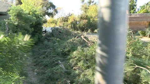 Tree Cleanup 3 Video stock 10791530