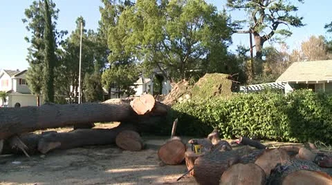 Tree Cleanup 4 Video stock 10791475