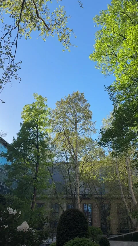 Tree, clear blue sky above a traditional building facade, vibrant green foliage 스톡 동영상 333512109
