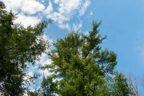A Tree on a Clear Blue Sky Stock Photos
