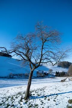 Tree in clear cold winter landscape in the sun Stock Photos