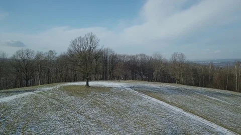 Tree in the clearing around Video stock 84797936