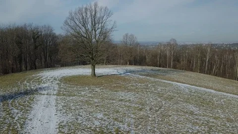 Tree in the clearing Video stock 84792920