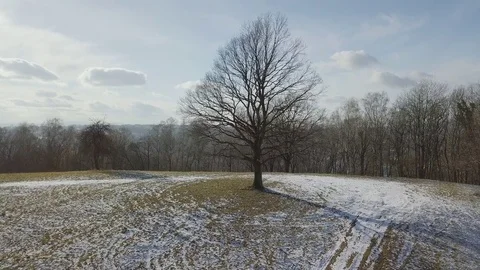 Tree in the clearing with the view on church Video stock 84800552