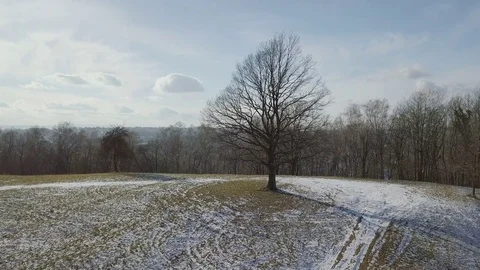 Tree in the clearing4 Video stock 84807161