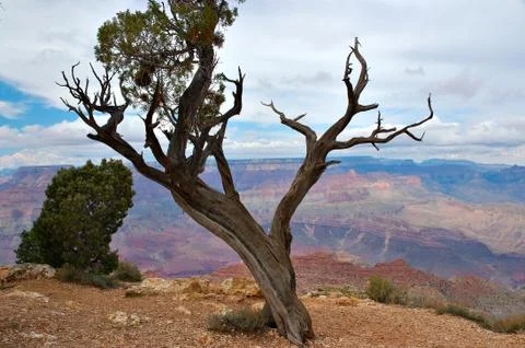 Tree cliff dead distance erosion gorge look out Stock Photos