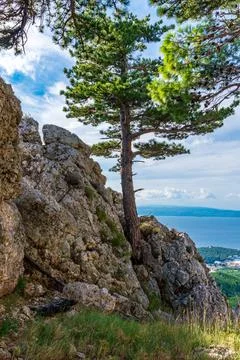 Tree on cliff edge Stock Photos