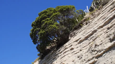 Tree on Cliff Video stock 23064601
