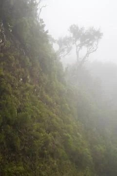 The tree of the cliff in the mist Stock Photos