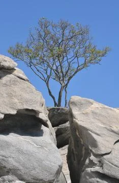 The tree on cliff Foto stock
