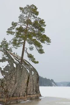 Tree on cliff. Foto stock