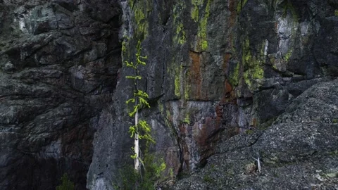 Tree on a Cliff of a Rock Wall Stock Footage 231237652