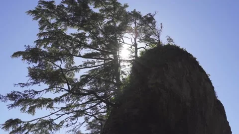 Tree on Cliff with Solar Flare Vídeo Stock 165357920