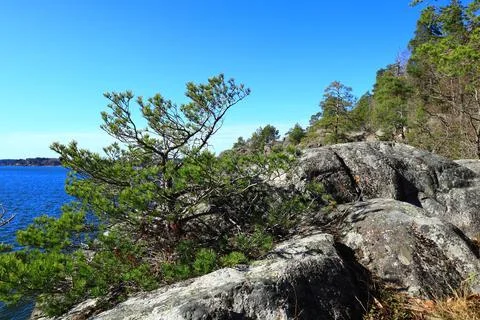 Tree, cliffs and lake Stock Photos