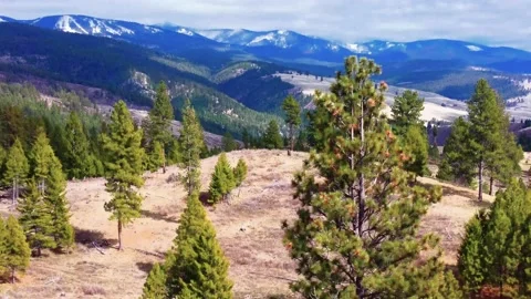 Tree Climb Mountain 스톡 동영상 152344635