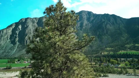 Tree Climb for a view Stock Footage 334016547