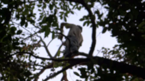 Tree climber Stock Footage 32499870