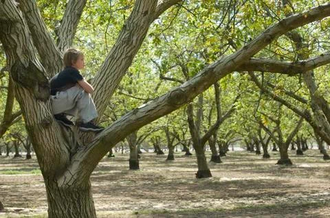 Tree climber Foto stock