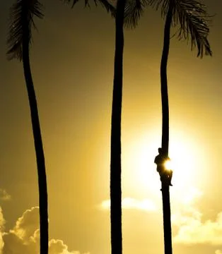 Tree climber Stock Photos