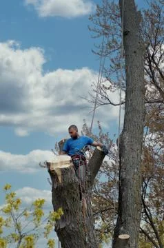 Tree climber removing a tree Stock Photos
