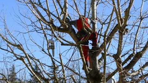 Tree climber at work Stock Footage 142820838