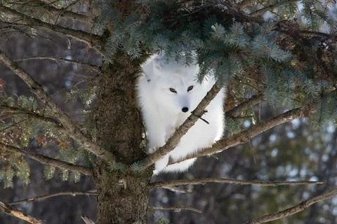 A tree-climbing Arctic Fox. Stock Photos