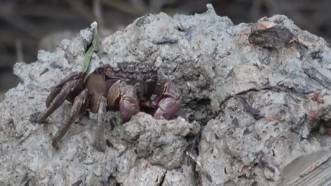Tree Climbing Crab, Malaysia 스톡 동영상 113218576