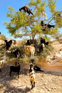 Tree Climbing Goats Stock Photos