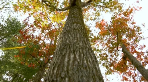 Tree Climbing Jib Shot Stock-Footage 46475734