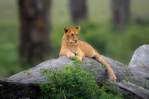 Tree climbing lion cub sitting on a limb Stock Photos