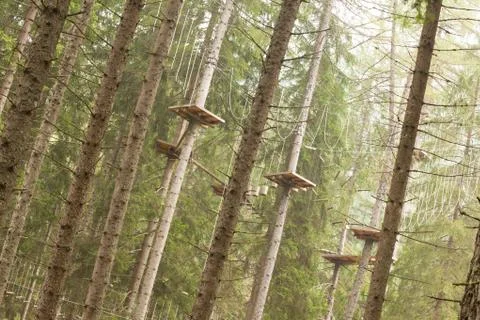 Tree climbing long an equipped route inside a n Italian woods in Dolomites, I Foto stock