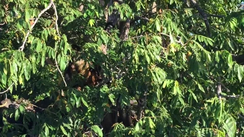 Tree Climbing Monkey Shows Itself Stock Footage 249356032