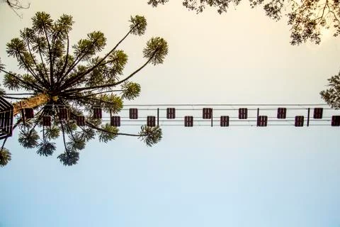 Tree climbing pass sky view Foto stock