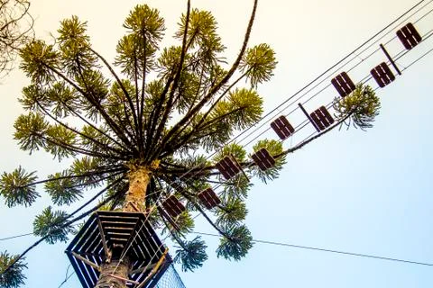 Tree climbing pass sky view Stock Photos