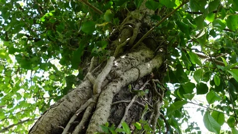 Tree with Climbing Plants Video stock 188384031
