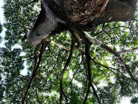 Tree climbing the sky Stock Photos