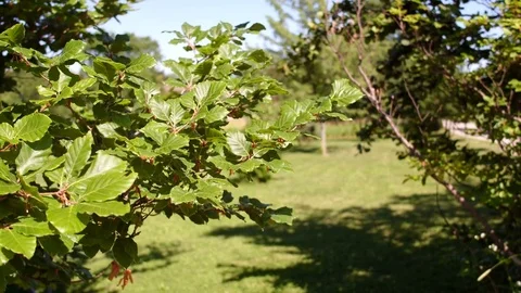 Tree Close 1 Stock Footage 77576755