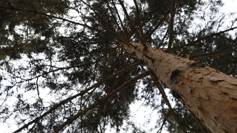 Tree  close-up 2 Stock Footage 327870344