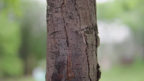 Tree close-up. The bark of an old tree. The camera moves from top to bottom. Stock-Footage 244707238