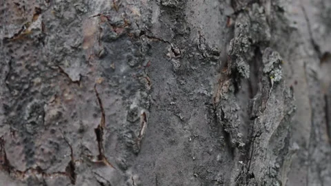 Tree close-up. The bark of an old tree. The camera moves from top to bottom.Type Stock Footage 245420841