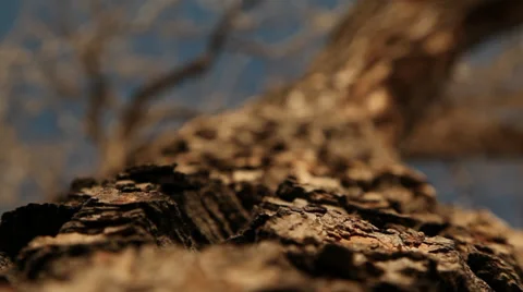 Tree Close Up Video stock 39421259